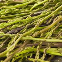 Wildspargel (Asparagus acutifolius)