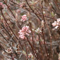 Zwergduftschneeball (Viburnum farreri) 'Nanum’