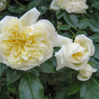 fterblhende Ramblerrose 'Alberic Barbier'