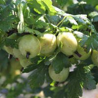 Grne Stachelbeeren