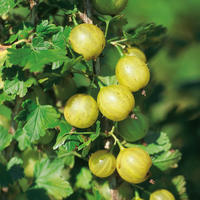 Stachelbeeren Hochstmme