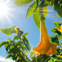 Brugmansia mix