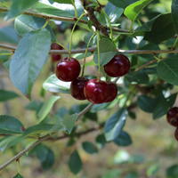 Strauchkirsche ‘Carmine Jewel’