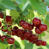 Strauchkirsche ‘Juliet’