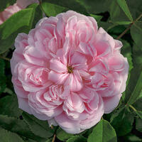 ‘Jacques Cartier’