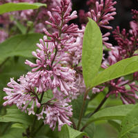 Kanadischer Flieder (Syringa josiflexa) 'James Macfarlane’