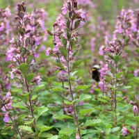 Gamander - Teucrium