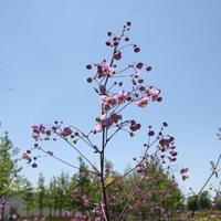 Wiesenraute