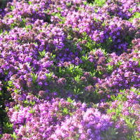 Thymian (Thymus doerfleri) 'Bressingham Seedling' 
