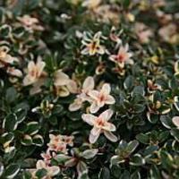 Panaschierter Zitronenthymian