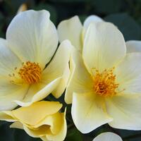 ‘Tottering by Gently’