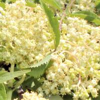 Traubenholunder ‘Golden Lace’
