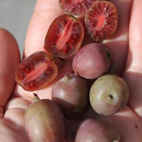 Die rot-violette: 'Kens Red'