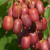 Die frheste rote: 'September Scarlet'