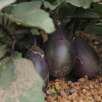 Aubergine 'Rezeina'