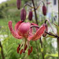 Blumenzwiebel Mischung 'Bezaubernde Trkenbundlilien'