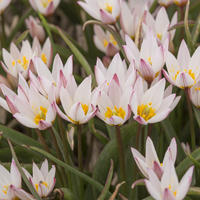 Wildtulpe 'Hilde’
