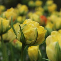 Gefllte Tulpe 'Akebono’