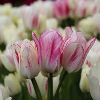Mehrbltige Tulpen