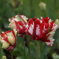 Papageien Tulpe 'Estella Rijnveld’