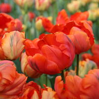 Papageien Tulpe 'Flower Power’