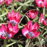 Wildtulpe 'Little Beauty’