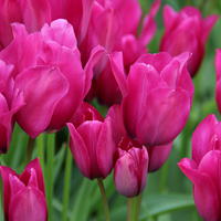 Einfache spte Tulpe 'Night Club’