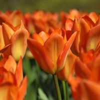 Darwin Tulpe 'Orange Emperor’