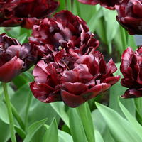 Gefllte Tulpe 'Palmyra’