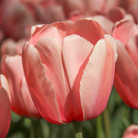 Darwin Tulpen