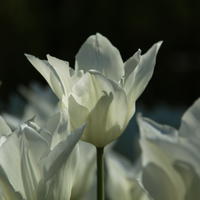 Lilienbltige Tulpen