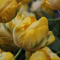 Papageien Tulpe 'Yellow Madonna’