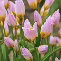 Rosa Tulpen