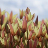 Wildtulpe 'Cynthia’