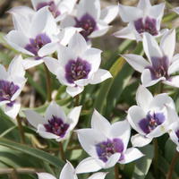 Wildtulpe 'Alba Caerulea Oculata’