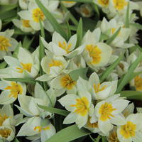Tulipa polychroma