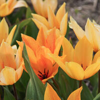 Wildtulpe 'Shogun'