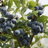 Zweimaltragende Heidelbeeren