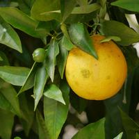 Vierjahreszeiten-Orange 'Quattro Stagioni'