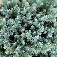 Blauer Kugel-Wacholder 'Blue Star'