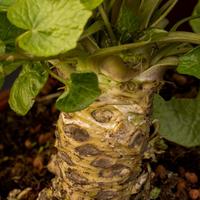 Wasabi (Eutrema japonica) 'Matsum'
