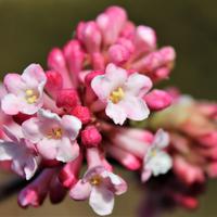 Winterschneeball (Viburnum bodnantense) 'Dawn'