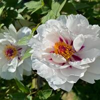 Paeonia Itoh-Hybride 'Xiang Yu'