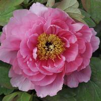 Paeonia x suffruticosa 'Yin Hong Qiao Du'