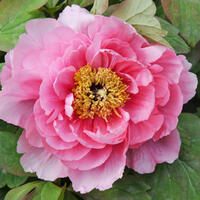 Paeonia x suffruticosa 'Yin Hong Qiao Du'