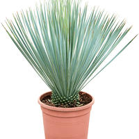 Yucca Palme