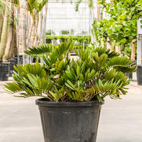 Zamia furfuracea
