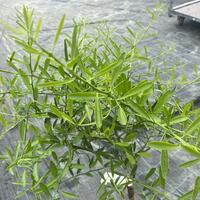 Switrus Australische Wstenlimette