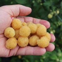 Lowberry 'Goodasgold'