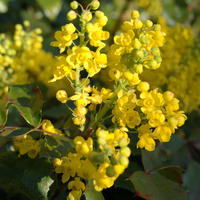 Zwergmahonie (Mahonia aquifolium)'Apollo'